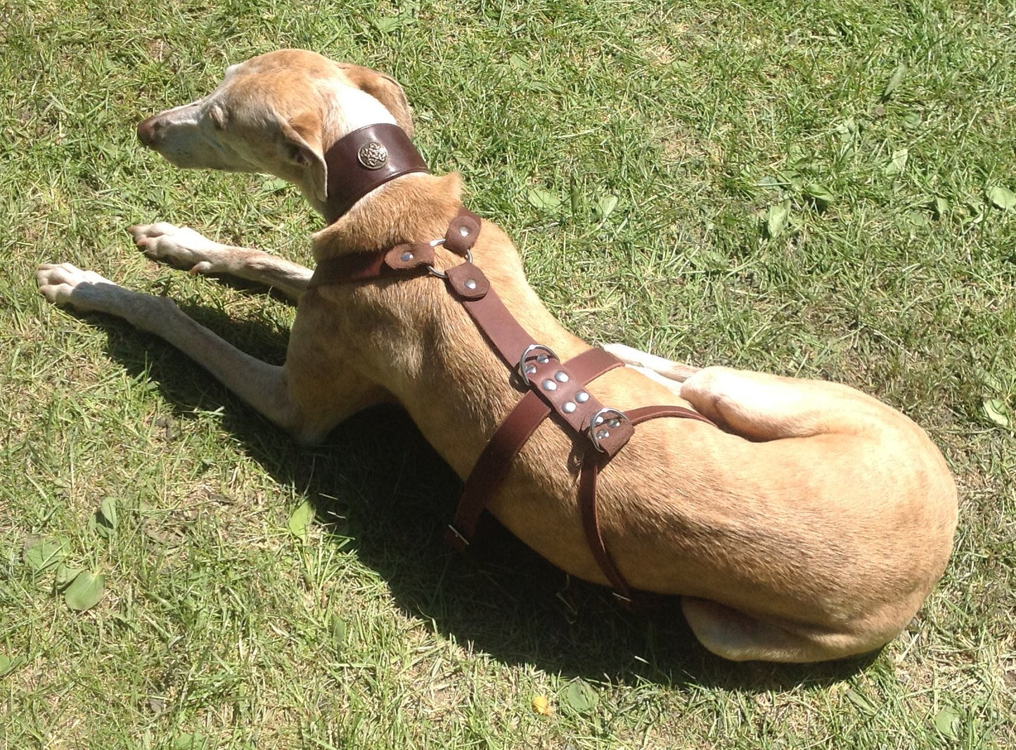 Brustgeschirr, Hundegeschirr, Ledergeschirr, Leder, Fettleder, Hund