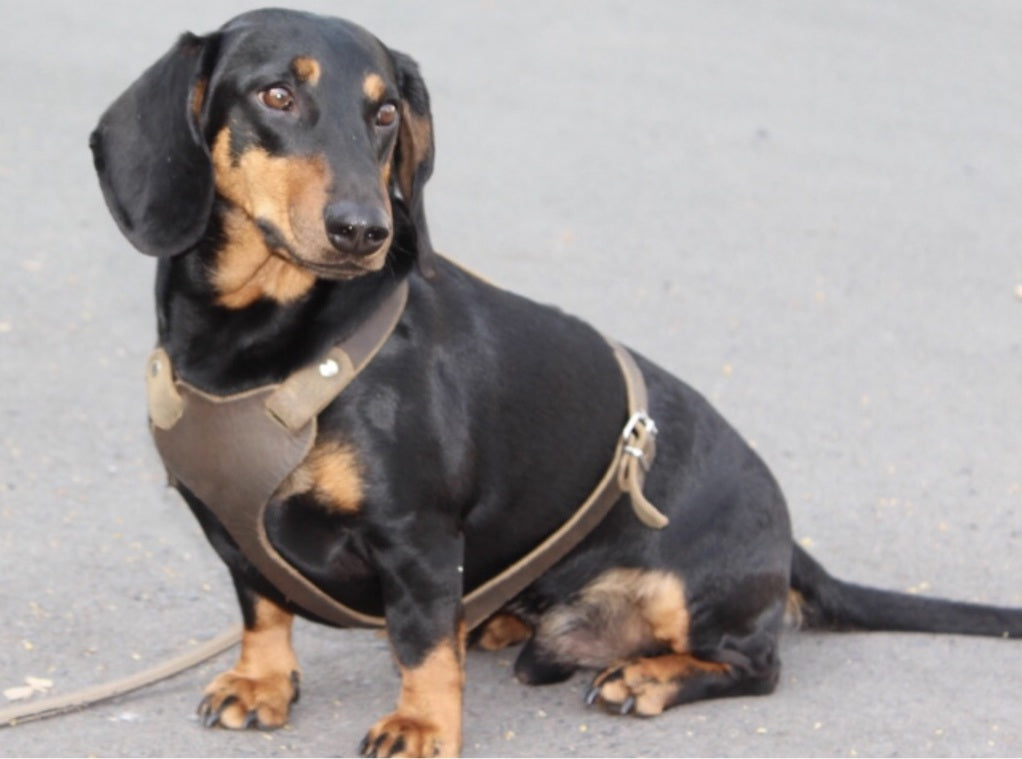 Brustgeschirr, Hundegeschirr, Ledergeschirr, Leder, Fettleder, Hund