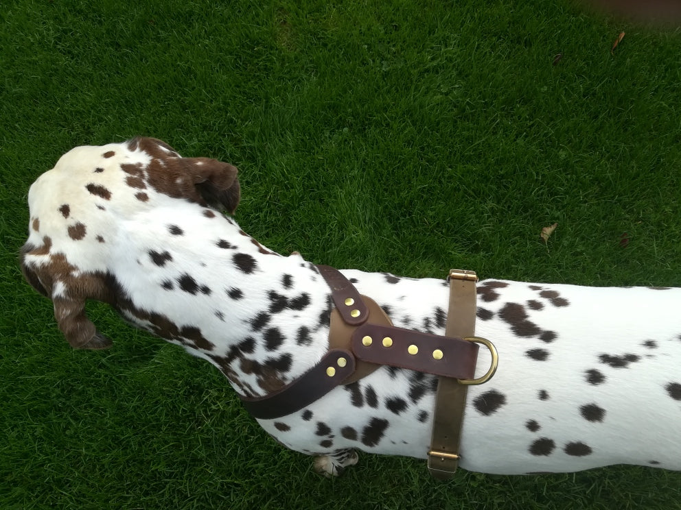 Brustgeschirr, Hundegeschirr, Ledergeschirr, Leder, Fettleder, Hund
