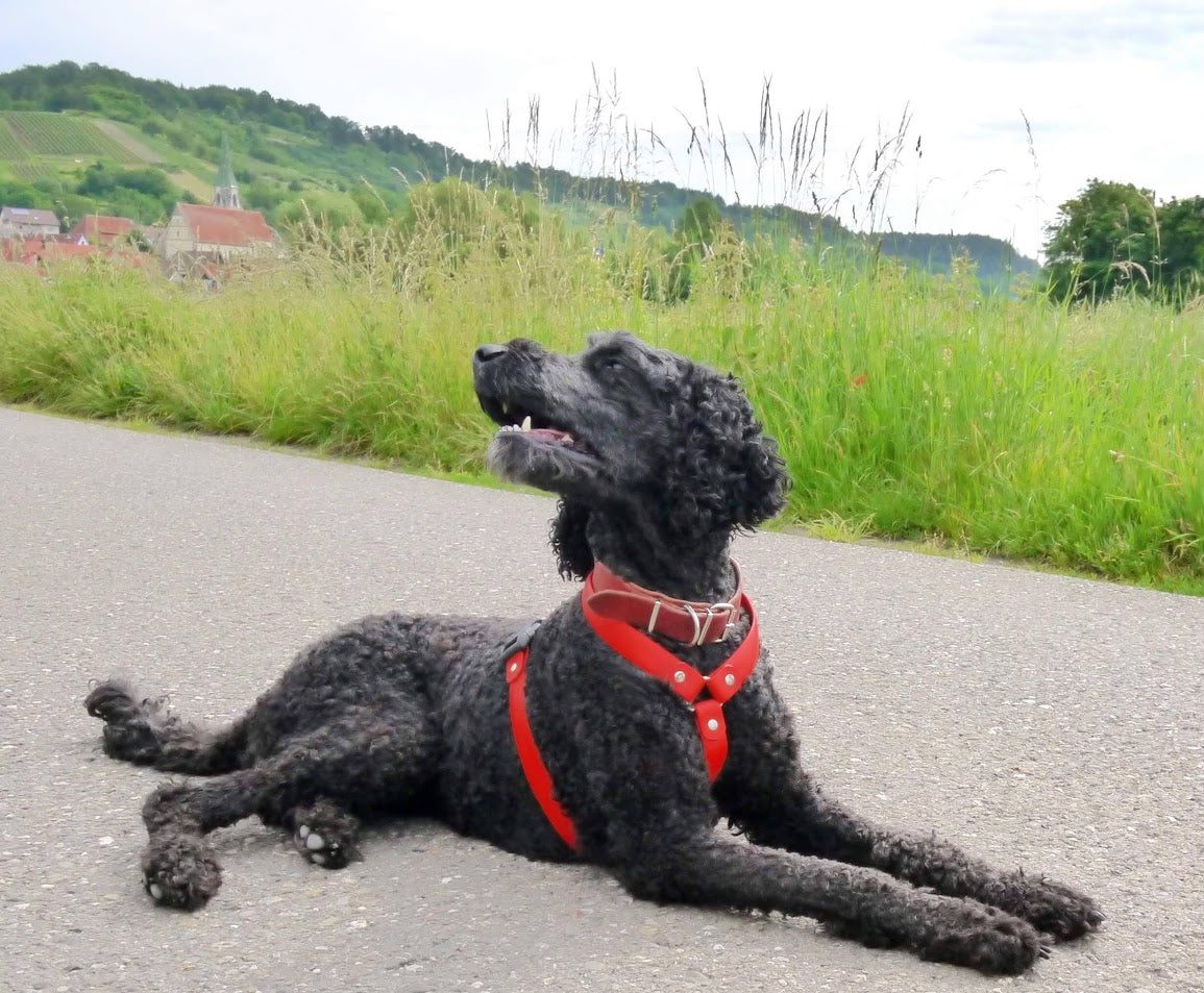 Brustgeschirr, Hundegeschirr, Ledergeschirr, Leder, Fettleder, Hund