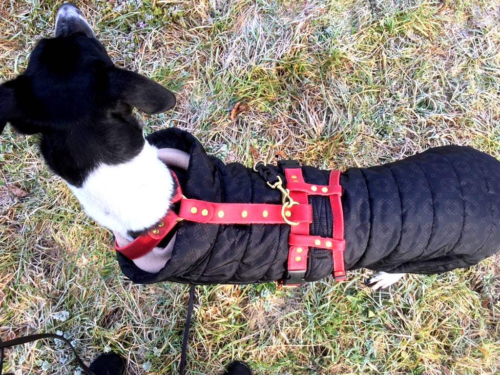 Brustgeschirr, Hundegeschirr, Ledergeschirr, Leder, Fettleder, Hund