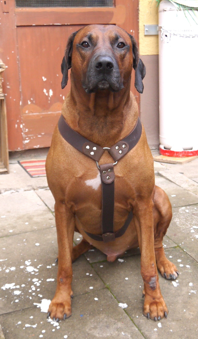 Brustgeschirr, Hundegeschirr, Ledergeschirr, Leder, Fettleder, Hund