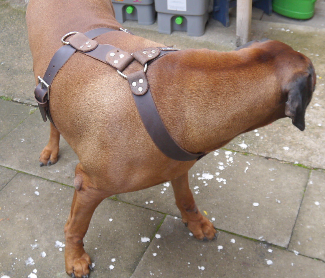 Brustgeschirr, Hundegeschirr, Ledergeschirr, Leder, Fettleder, Hund