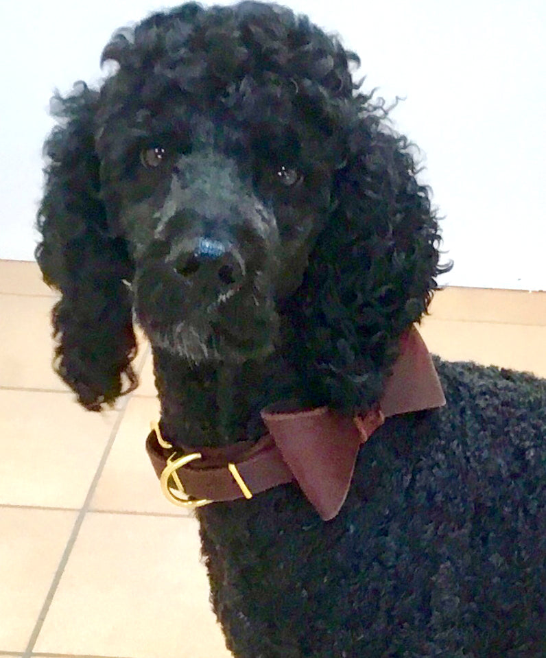 "Lola" mit Fliege, abnehmbar, Halsband, Leder, Fettleder, Hund